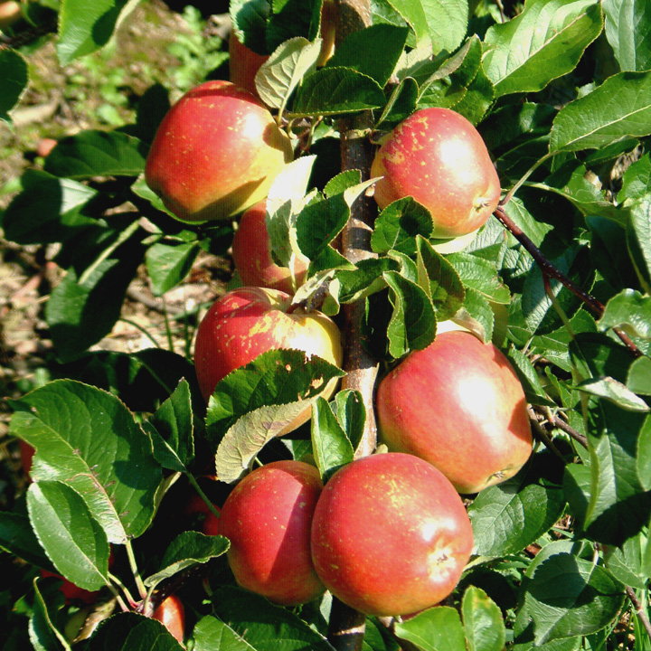 Apple Braeburn
