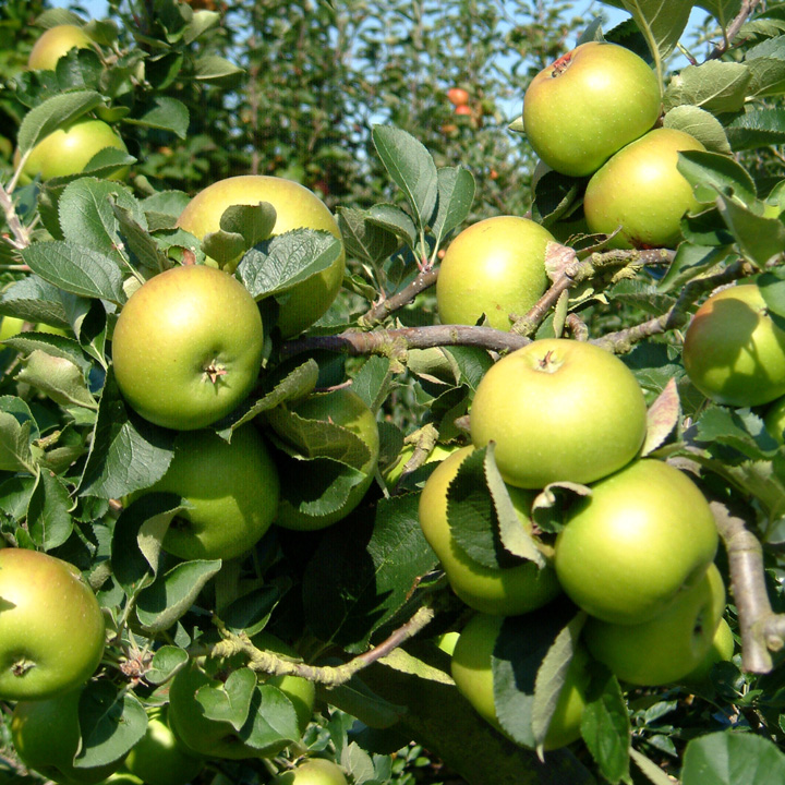 Apple Bramley