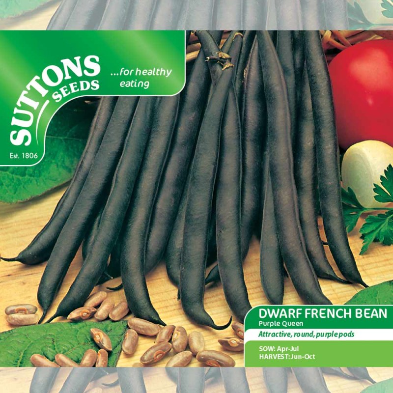 197364 DWARF FRENCH BEAN Purple Queen f