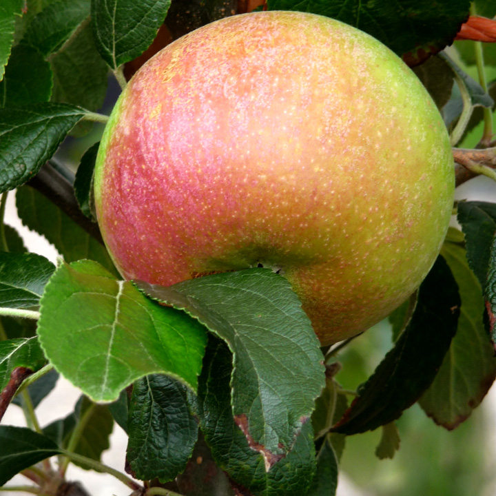 Apple Charles Ross