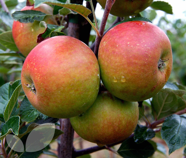 Apple Cox s Orange Pippin