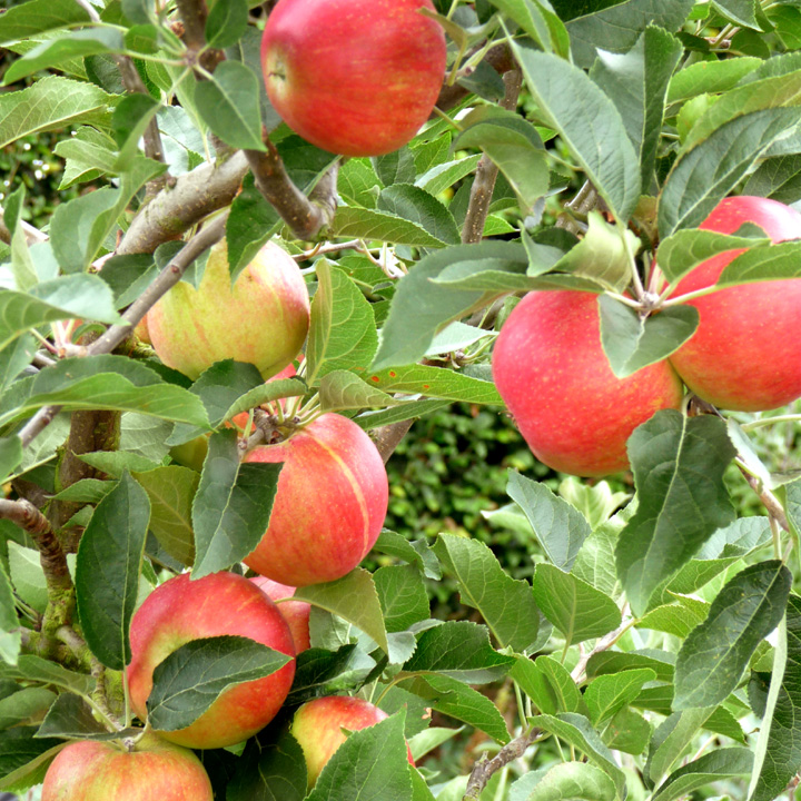 Apple Discovery