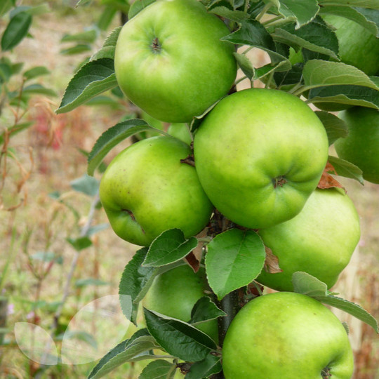 Apple Lord Derby