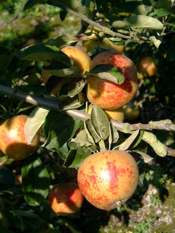 Apple Norfolk Royal