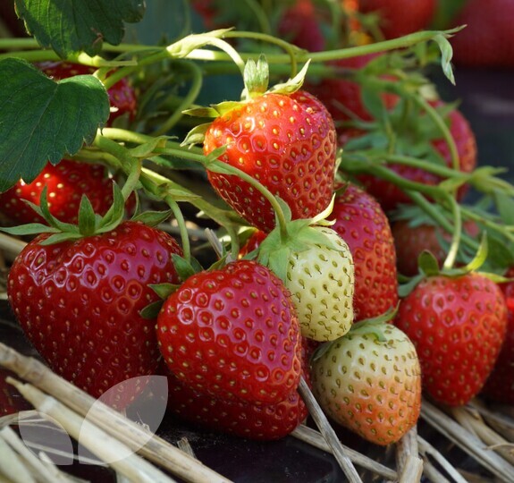 Strawberry Allegro