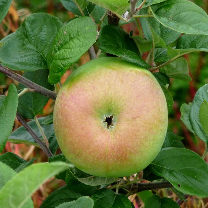 Apple Peasgood Nonsuch