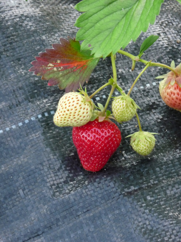 Strawberry1