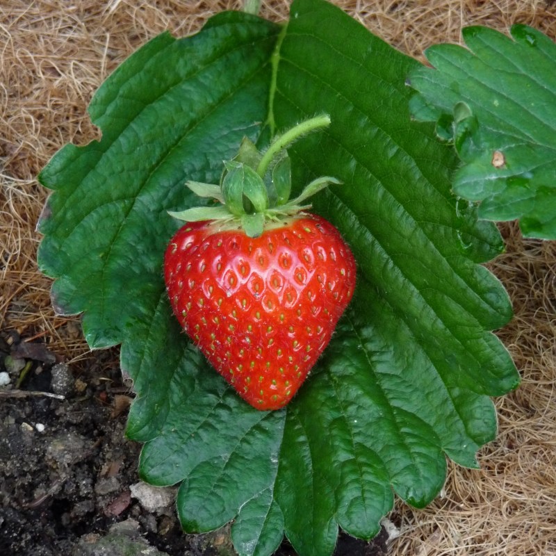 Strawberry Marshmello