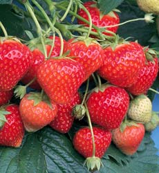 Strawberry Symphony