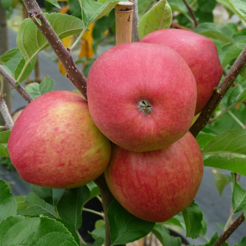 Apple Pinova