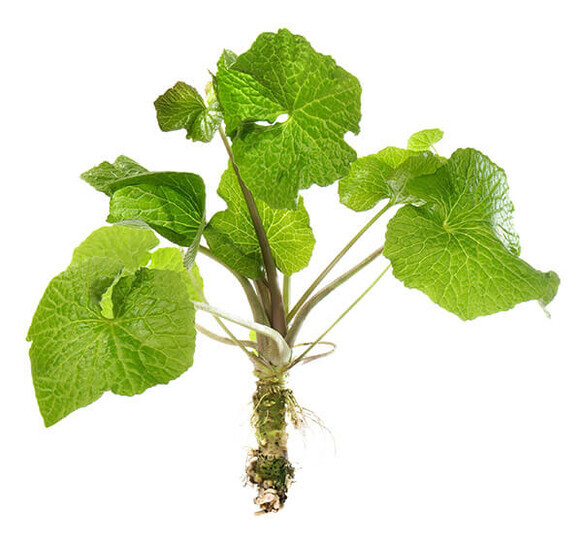 Wasabi Japonica
