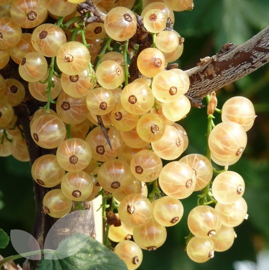 Whitecurrant White Versailles