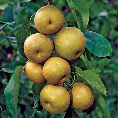 Asian Pear Shinseiki