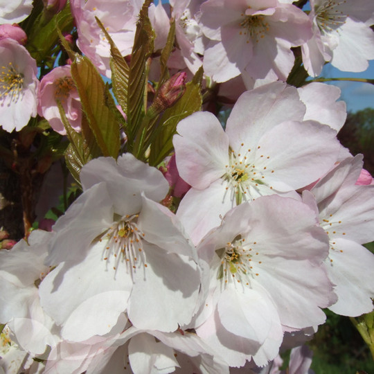Prunus Shirotae