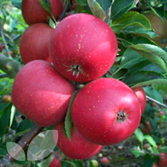 Apple Queen Cox