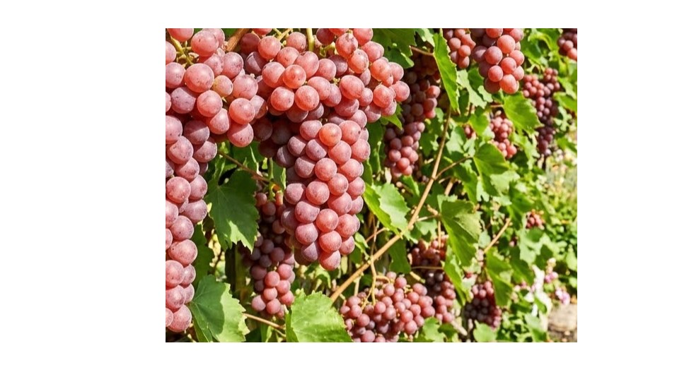 Grape Suffolk Red1