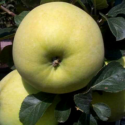 Apple Rev Wilks