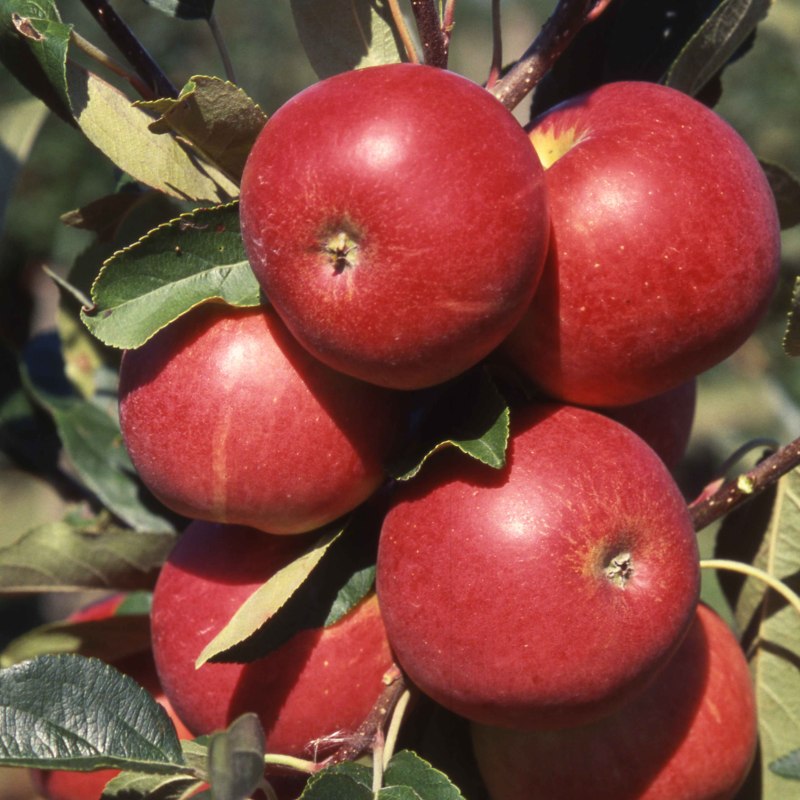 Apple Scrumptious