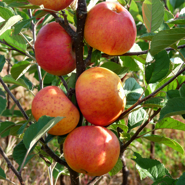 Apple Sunset