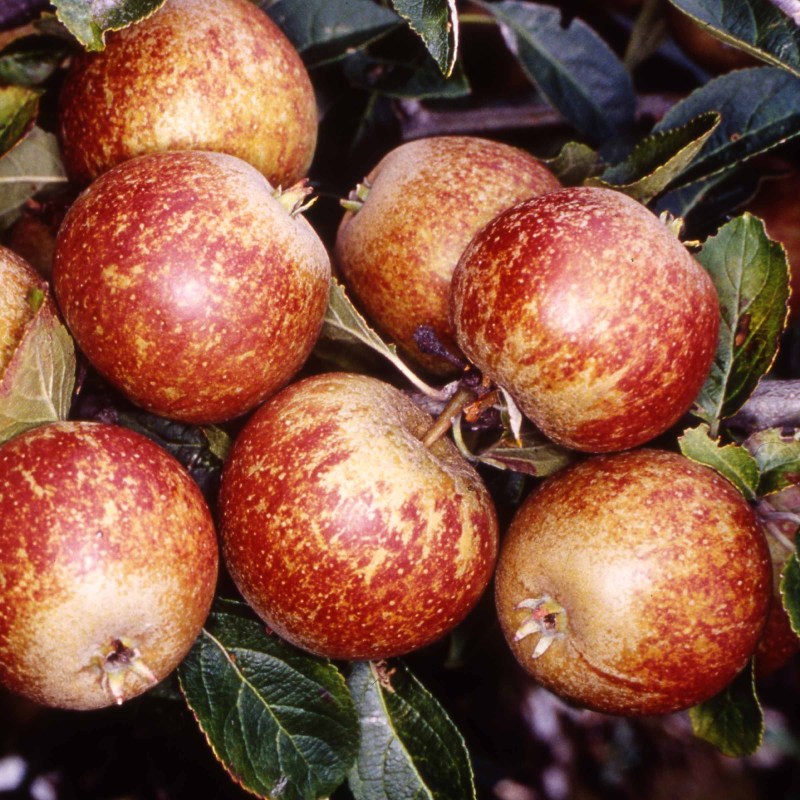 Apple Tydemans Late