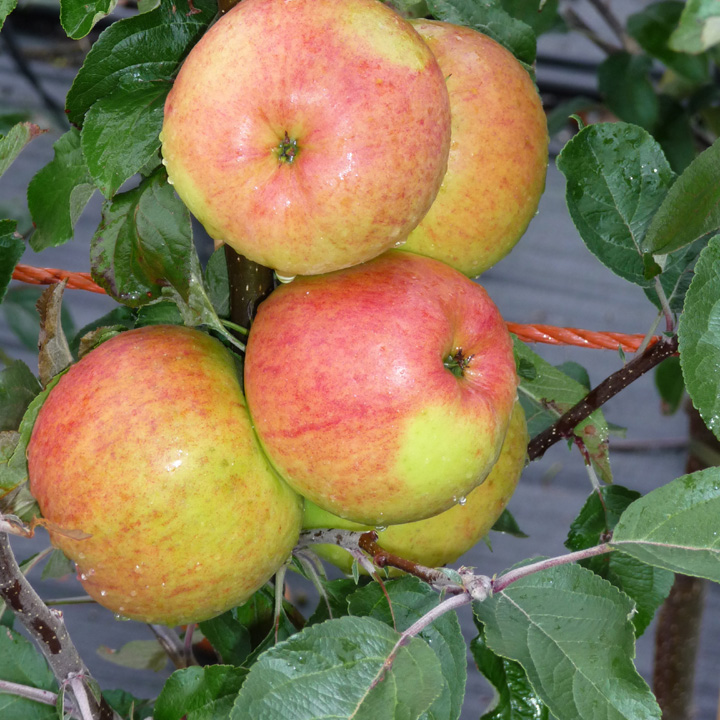 Apple Winter Gem