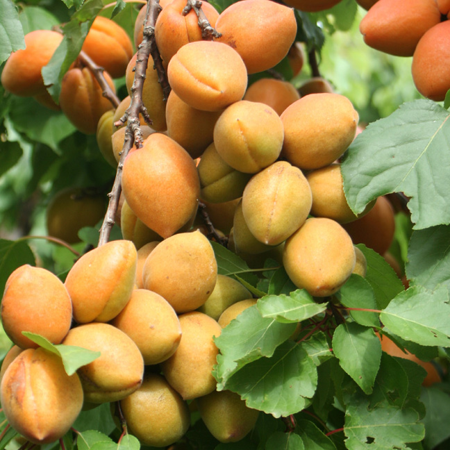 Apricot Petit Muscat