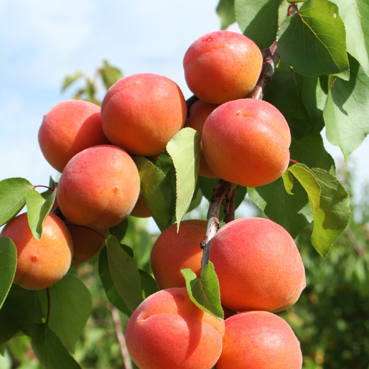 Apricot Tomcot