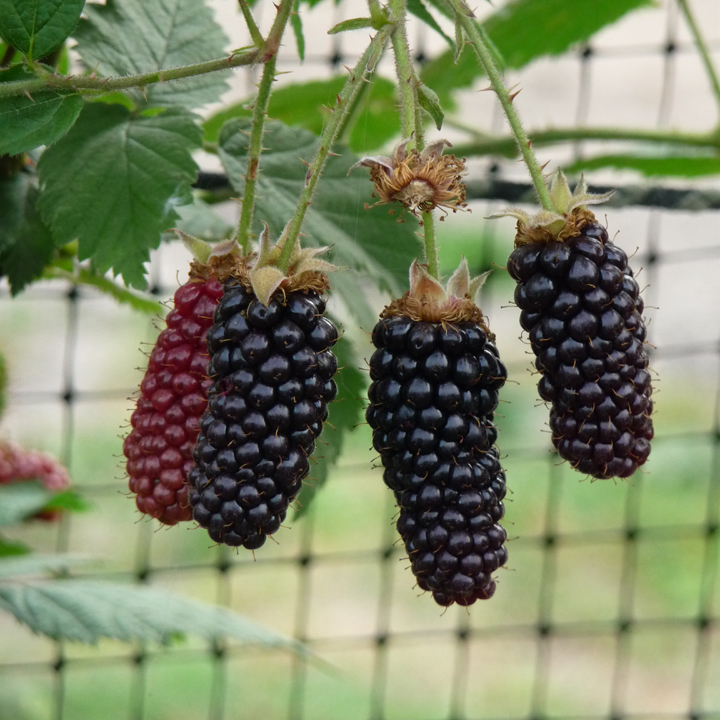 Blackberry Karaka Black