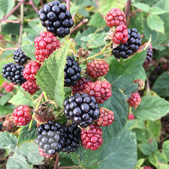 Blackberry Thornfree