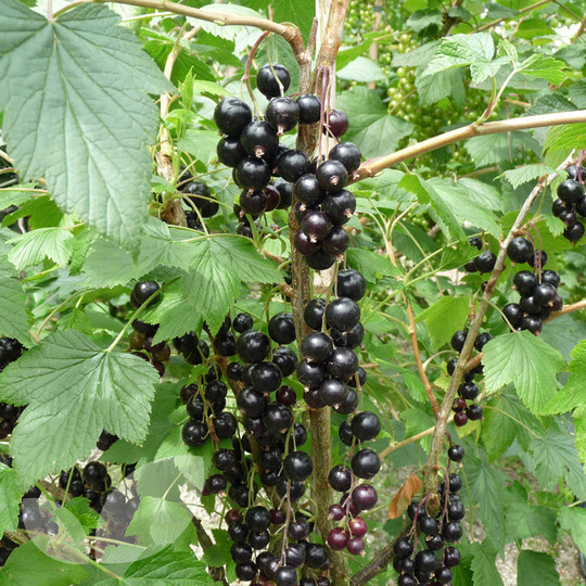 Blackcurrant Ben Lomond