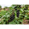 Blackcurrant Titania A