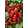 Tayberry
