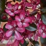 Malus Aros