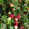 Cranberry Pilgrim