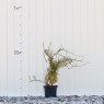 Cranberry Plant