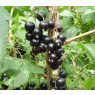 Blackcurrant Ben Sarek
