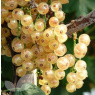 Whitecurrant White Versailles