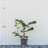 Fig