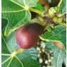 Fig Little Miss Figgy