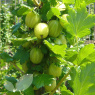 Gooseberry Hinnomaki Yellow