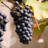 Grape Cabernet Cortis