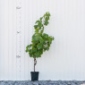 Grape Vine