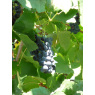 Grape Rondo