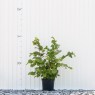 Cob Nut Tree