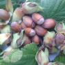 Nut Kent Cob