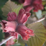 Nut Red Filbert