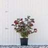 Red Filbert Plant