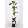 Jostaberry 2 Litre A