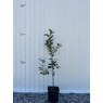 Rootstock Malus