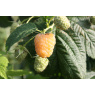 Raspberry Sagana Yellow